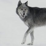 Druid AI تكشف عن “مصنع” لوكلاء الذكاء الاصطناعي: خطوة نحو الاستقلالية في العالم الحقيقي