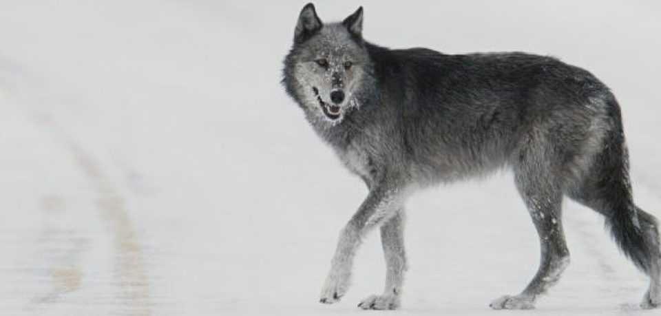 Druid AI تكشف عن “مصنع” لوكلاء الذكاء الاصطناعي: خطوة نحو الاستقلالية في العالم الحقيقي