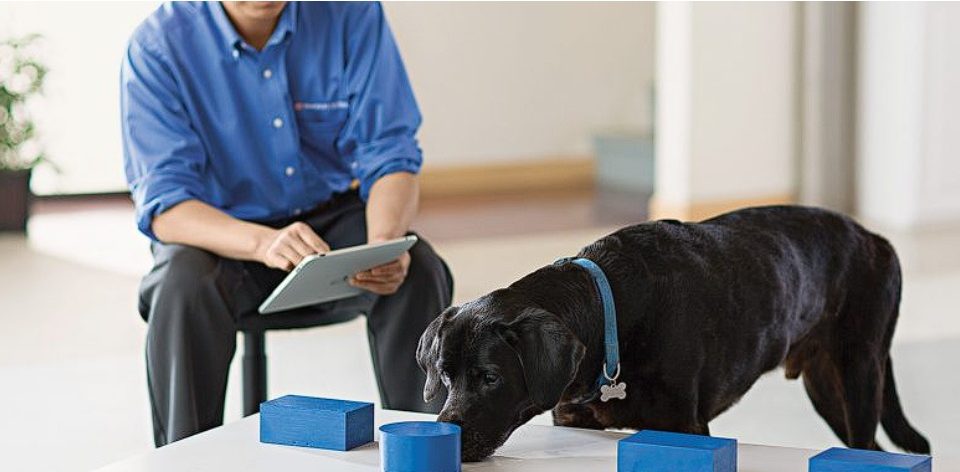 تأثير الذكاء الاصطناعي على نشاط الدماغ: دراسة جديدة من معهد ماساتشوستس