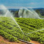 Sprinklers irrigate strawberry plants.
