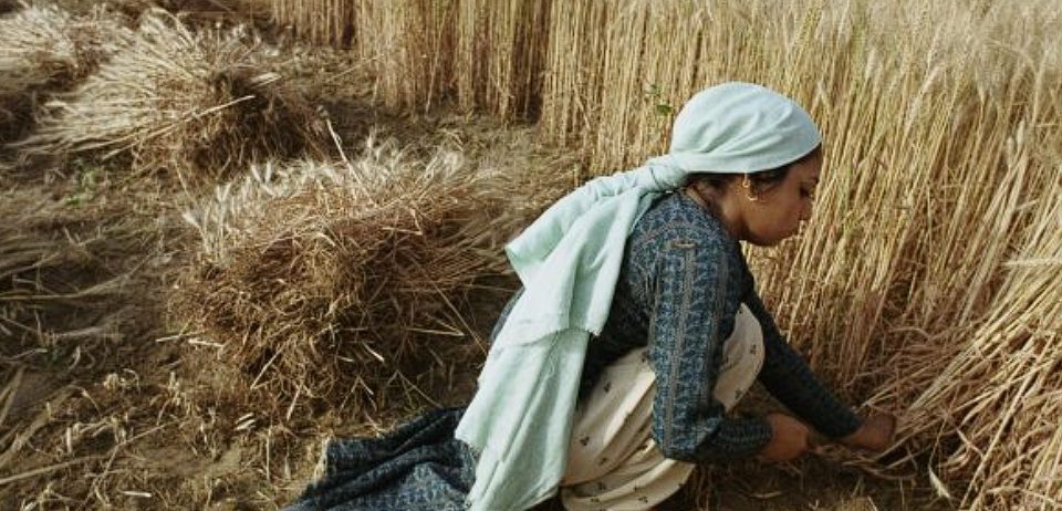 صعود الزراعة الخوارزمية: الذكاء الاصطناعي يدخل الساحة