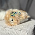 قضيت شهرًا أعيش مع حيوان أليف يعمل بالذكاء الاصطناعي بقيمة 430 دولارًا، وهو Casio Moflin