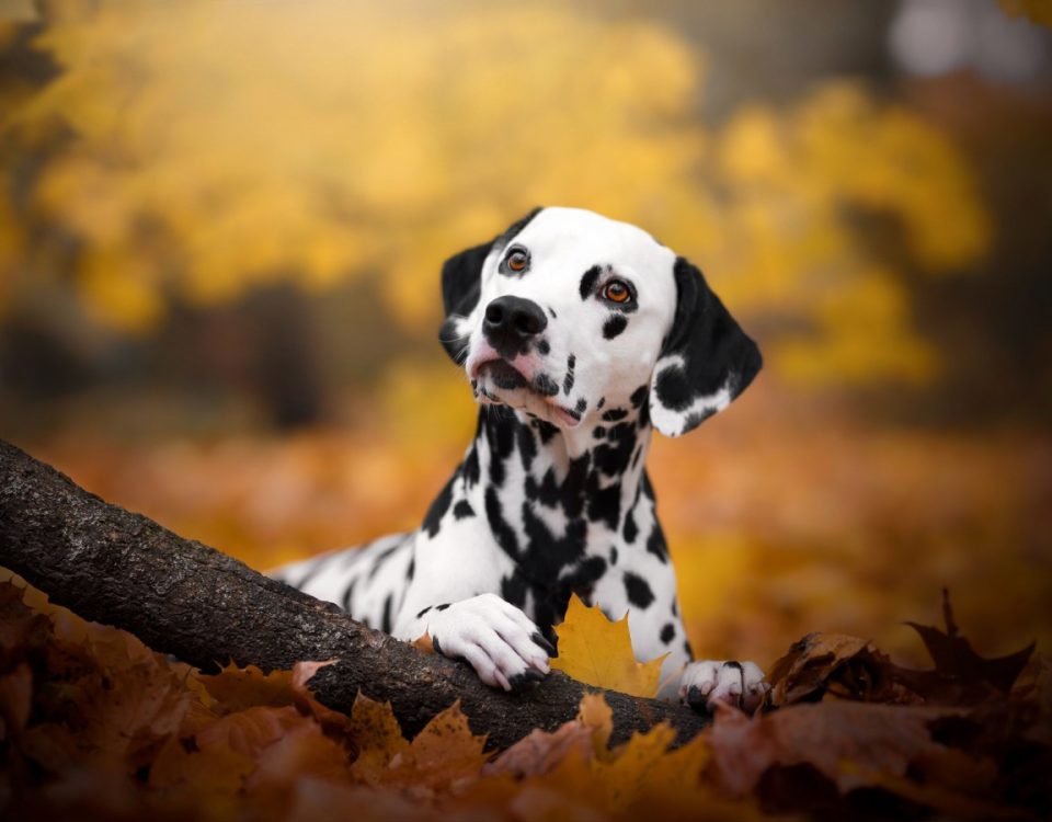 ما هو Updog؟ تخبرك أداة Datadog الجديدة بالتطبيقات المعطلة