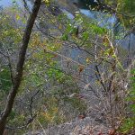 200 ألف ترخيص: كيف تطلق شركات الخدمات الهندية أضخم موجة تبني للذكاء الاصطناعي التوليدي في العالم