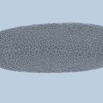 نموذج ذكاء اصطناعي يتنبأ بتطور جنين ذبابة الفاكهة خلية بخلية: ثورة في فهم التكوين الجنيني