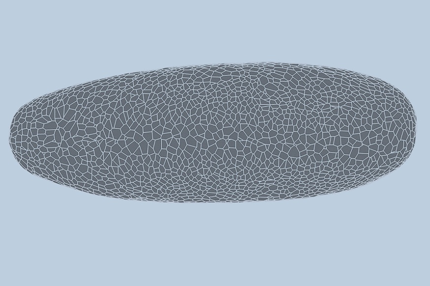 نموذج ذكاء اصطناعي يتنبأ بتطور جنين ذبابة الفاكهة خلية بخلية: ثورة في فهم التكوين الجنيني