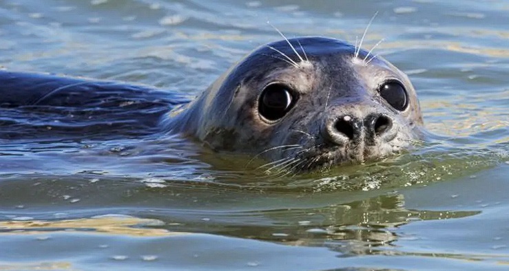 دور الذكاء الاصطناعي في دراسة تأثير السياحة على أعداد الفقمات